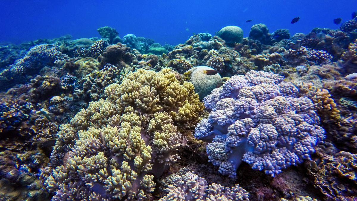 Is Scuba Diving in Maldives Worth It? Diver's Complete Guide » Costa Rica Divers Colorful coral reef in the Maldives with schools of tropical fish swimming above vibrant hard and soft corals.