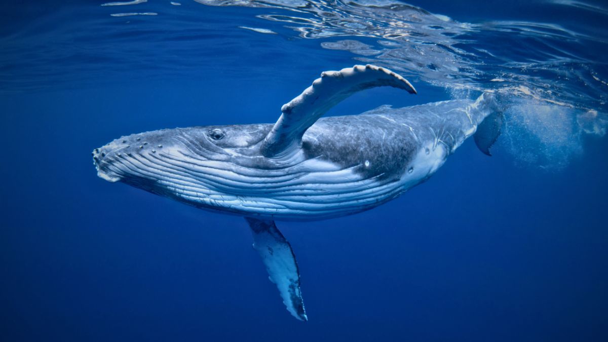 Snorkeler having breathtaking underwater encounter with massive humpback whale in crystal clear Costa Rica waters showing scale and peaceful interaction