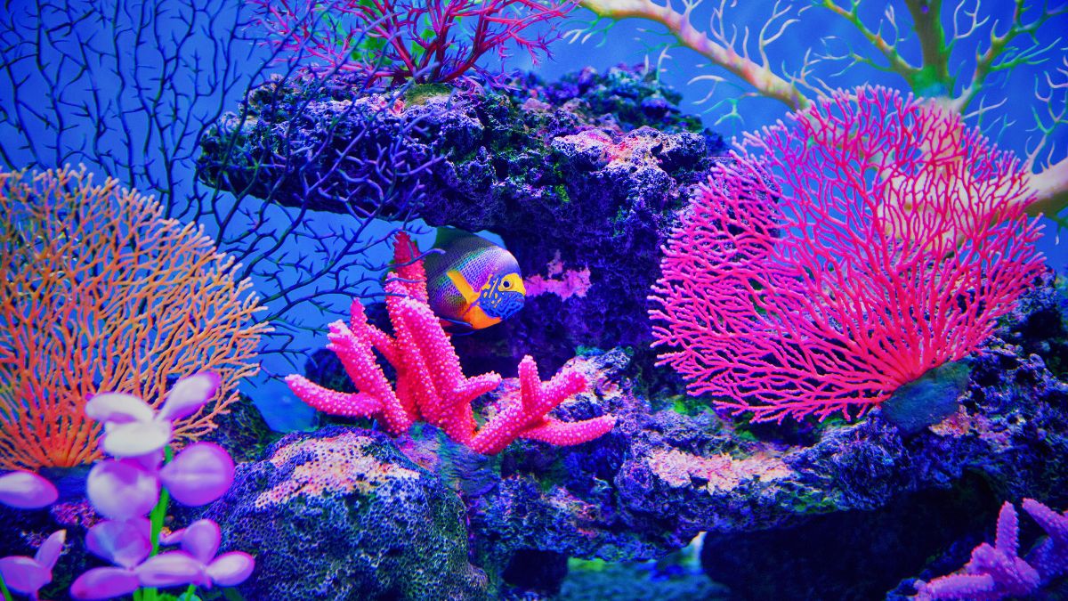 Close-up of healthy coral reef ecosystem showing diverse hard and soft coral formations with tropical fish in Costa Rica demonstrating reef structure and biodiversity