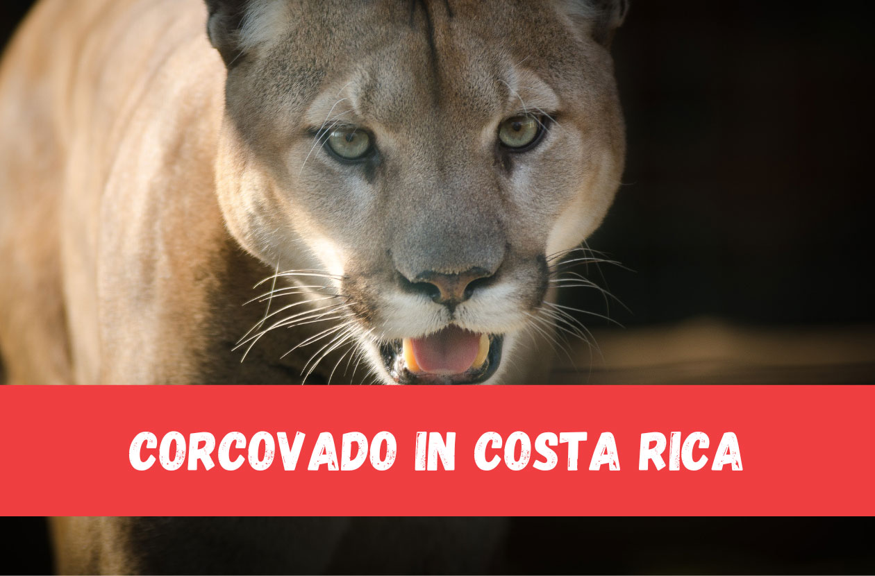 Corcovado National Park in Costa Rica | Supreme Guide