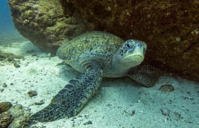 isla del cano turtle snorkeling