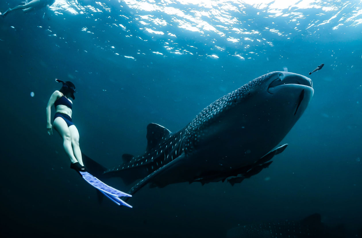 swimming-with-whale-shark