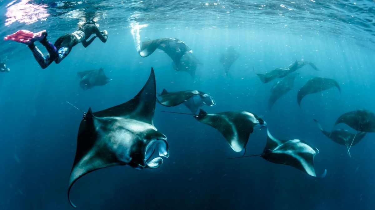 Atlantic Manta, Mobula yarae