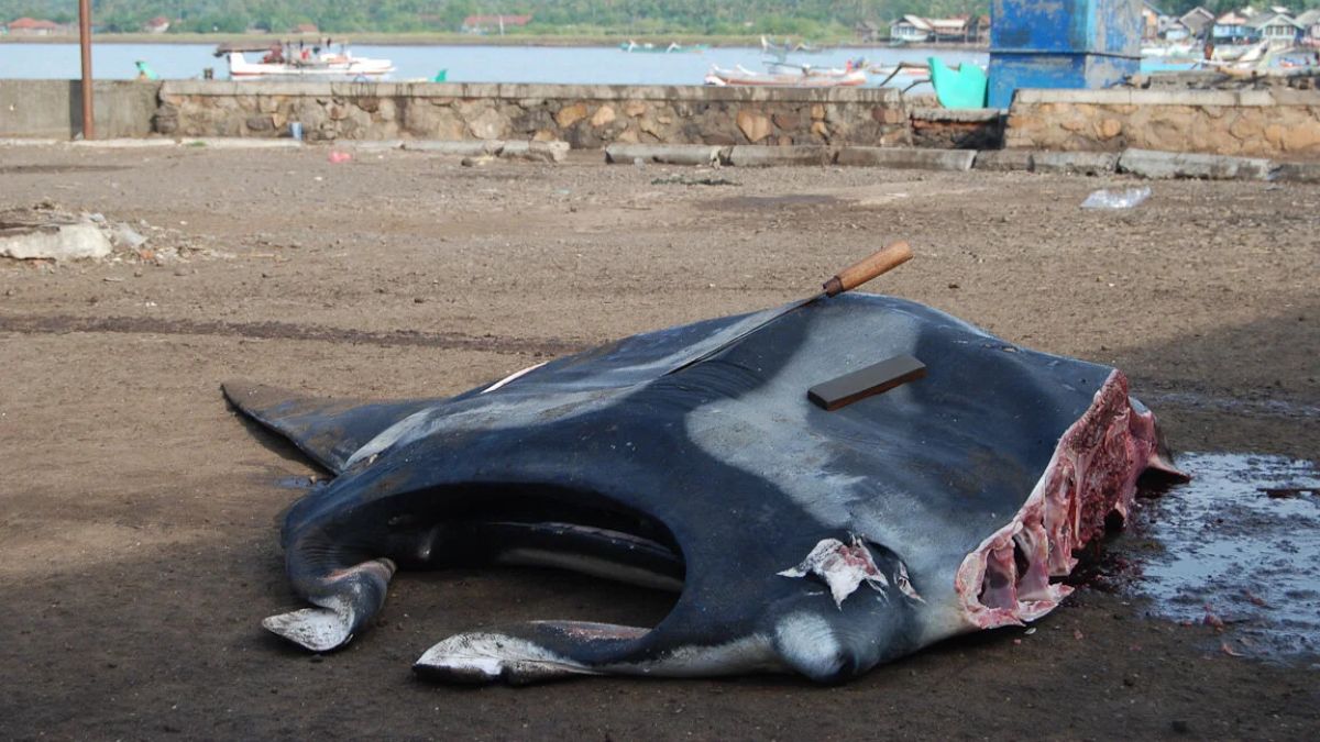 Catching Manta Ray for the gill plate trade, fot mantatrust org