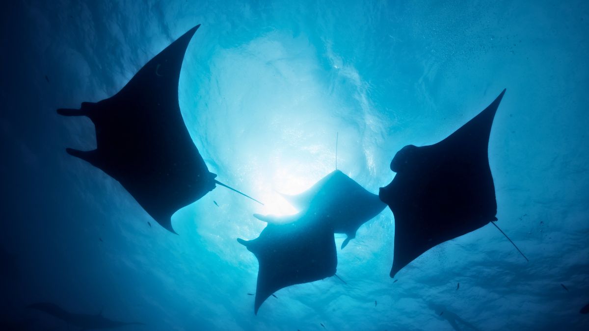 Majestic giant manta ray with wings spread wide gliding gracefully underwater with scuba diver below for scale in Costa Rica waters