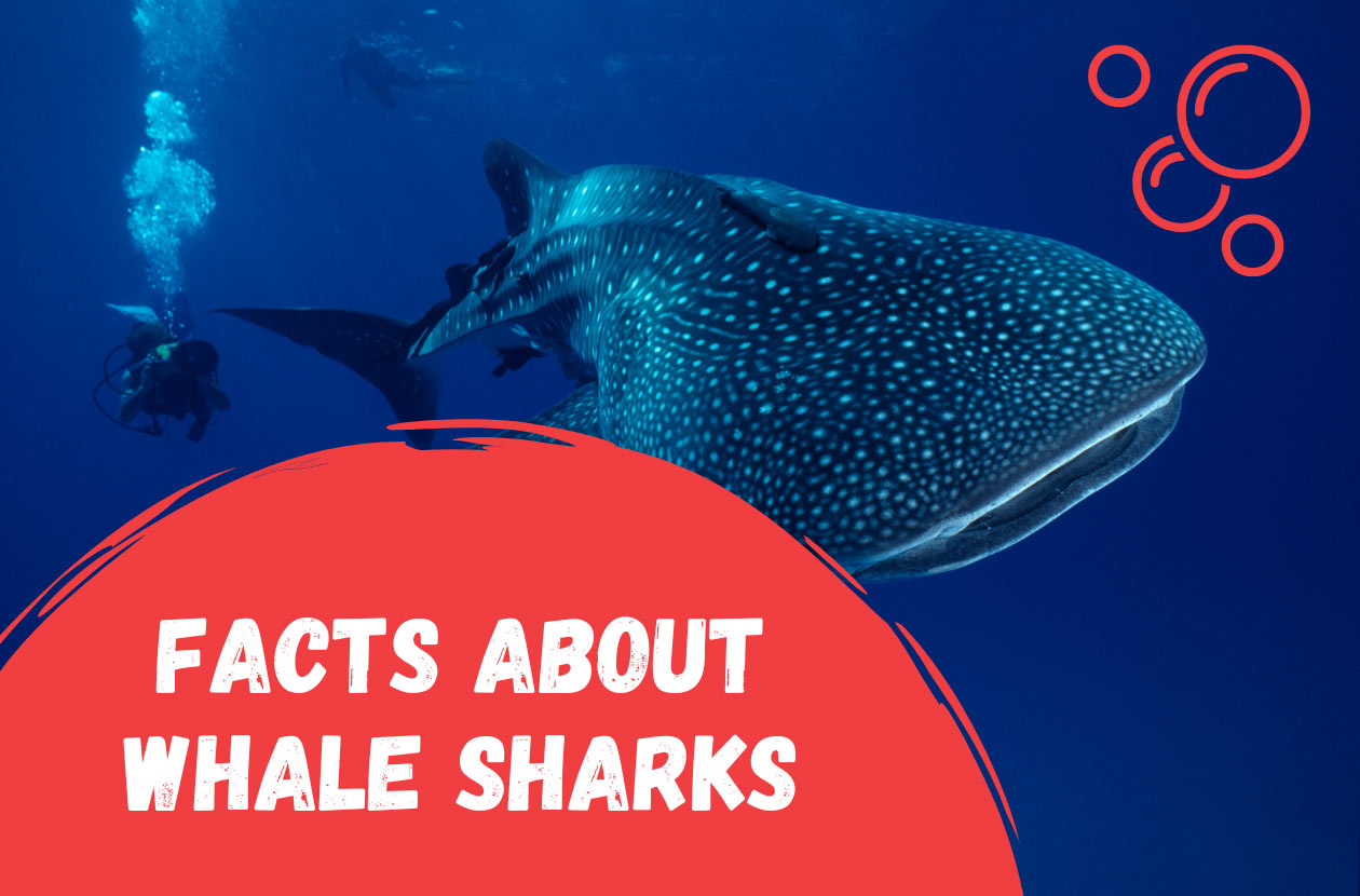 Facts-About-Whale-Sharks