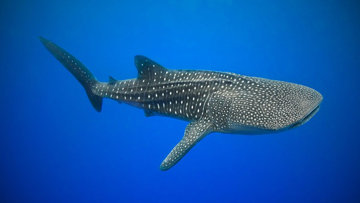 Massive whale shark with distinctive spotted pattern swimming underwater with scuba diver in Costa Rica showing scale of world's largest fish