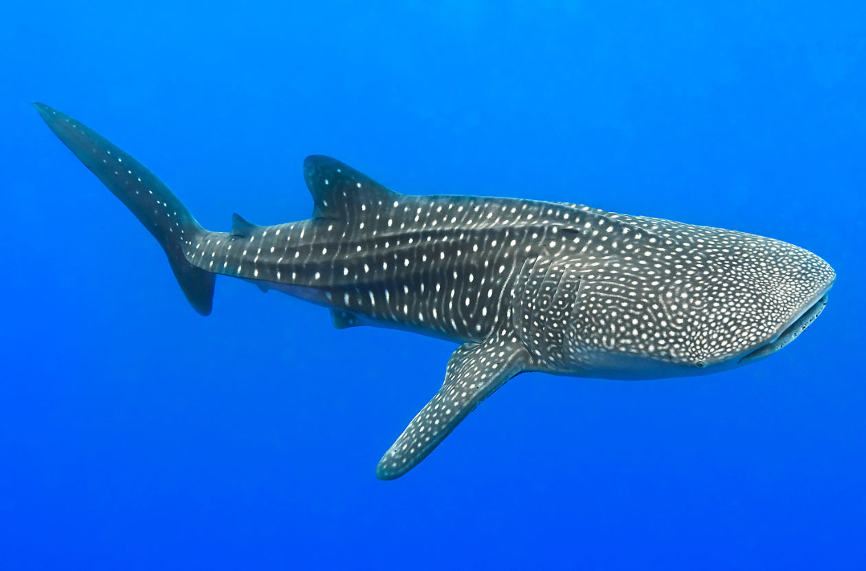 Interesting-Facts-About-Whale-Sharks