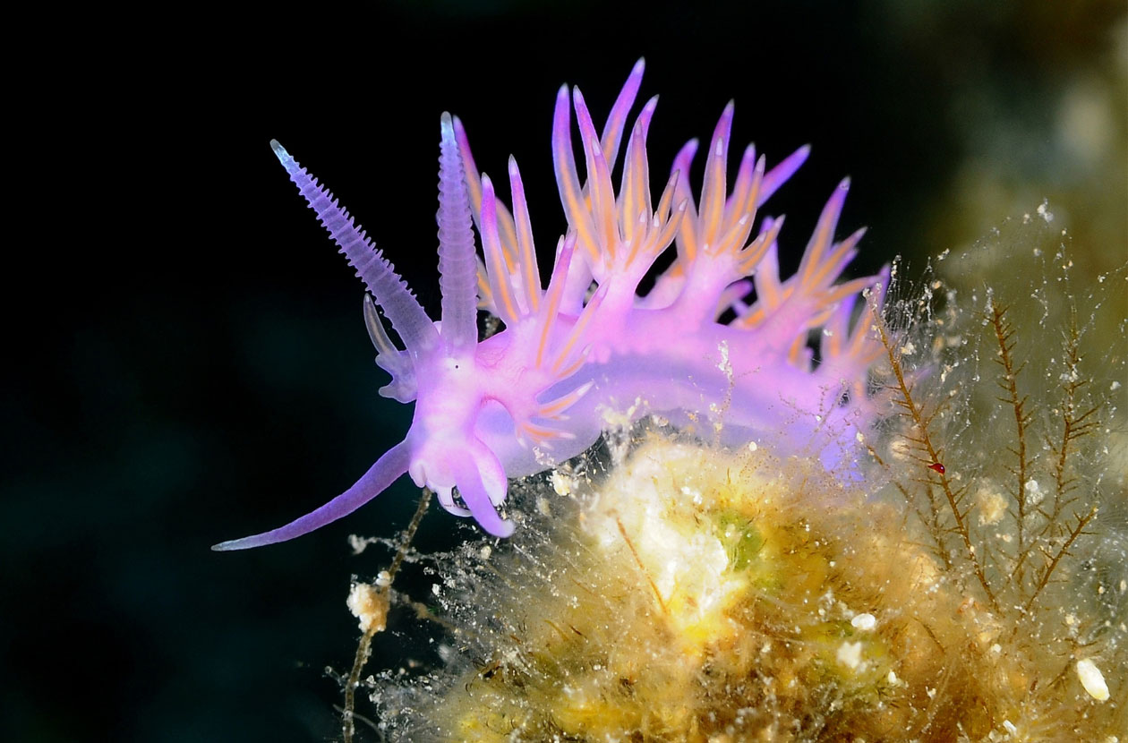 Nudibranch-Facts-You-Want-to-Know