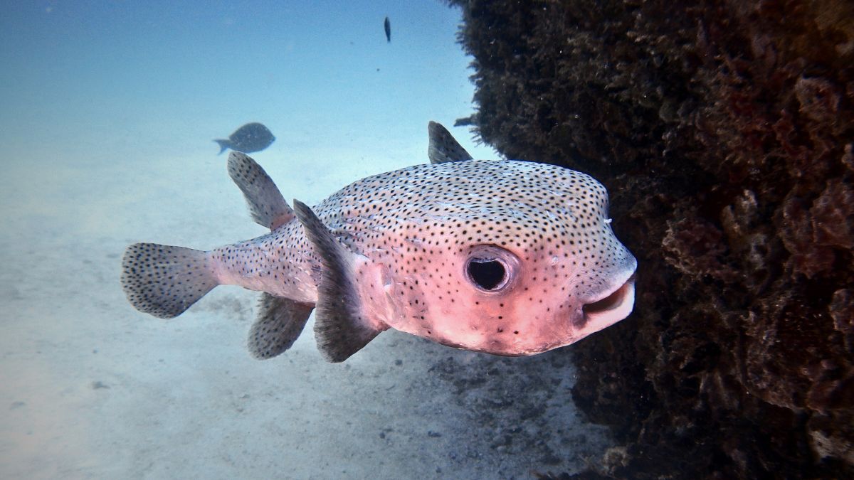 Inflated pufferfish in defensive posture with spines extended showing natural warning behavior in Costa Rica coral reef waters