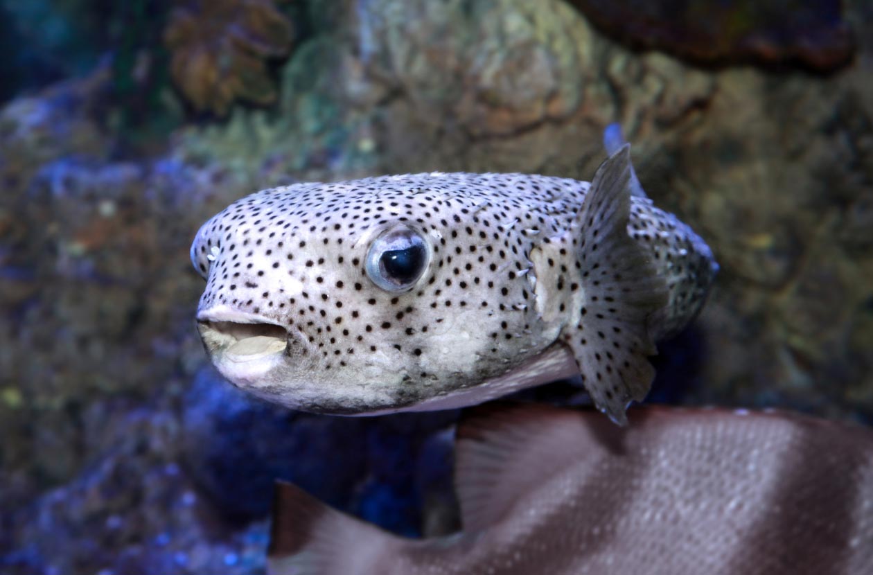 Pufferfish-underwater