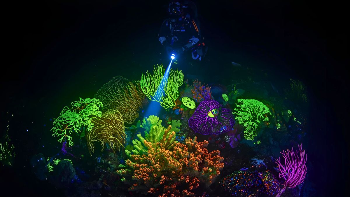 Scuba diver with UV light illuminating glowing fluorescent coral and marine life in spectacular neon colors during night dive in Costa Rica