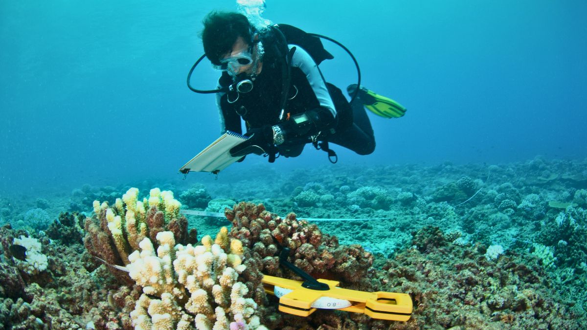 Jobs for Divers: How Can a Diver Make Money in 2026? » Costa Rica Divers What Does a Marine Biologist Diver Do