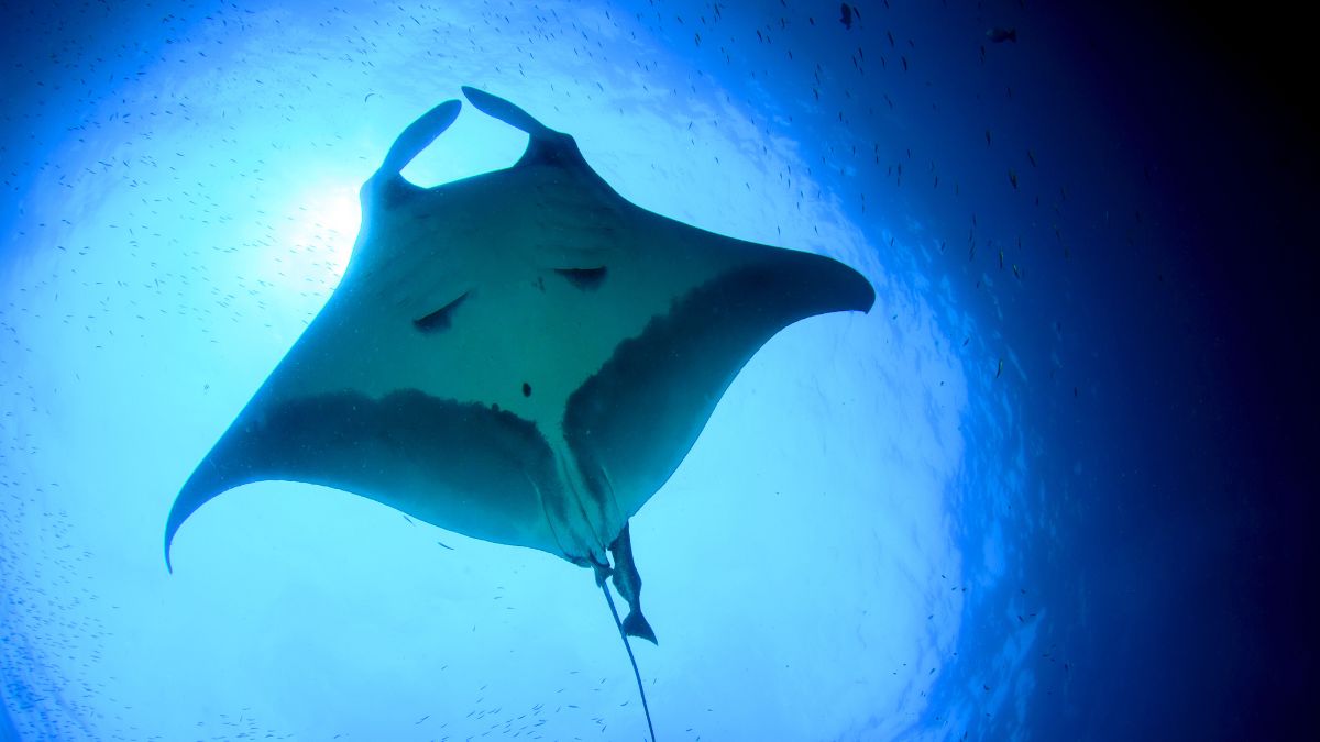 What Exactly Is a Manta Ray