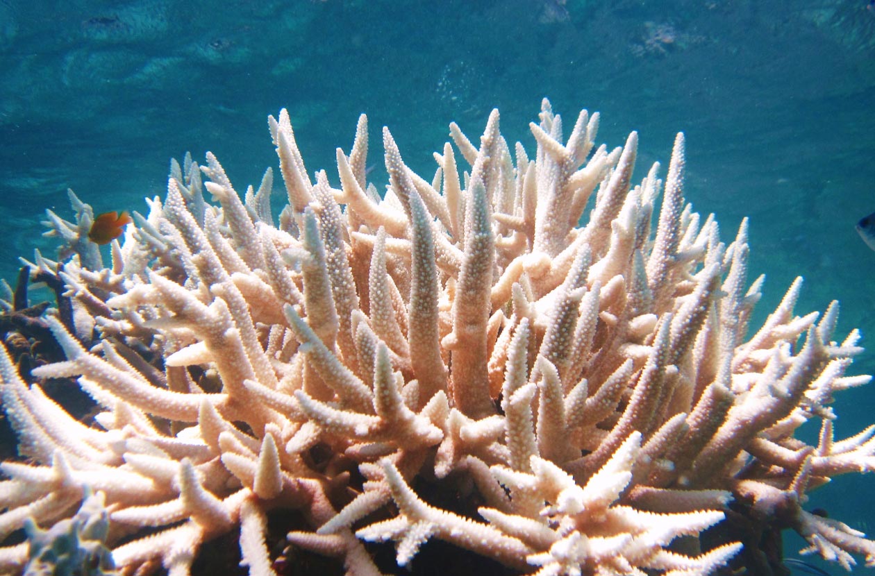 What is a coral reef and how is it formed