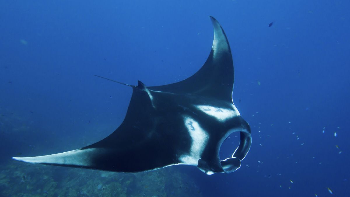 Where Do Manta Rays Live