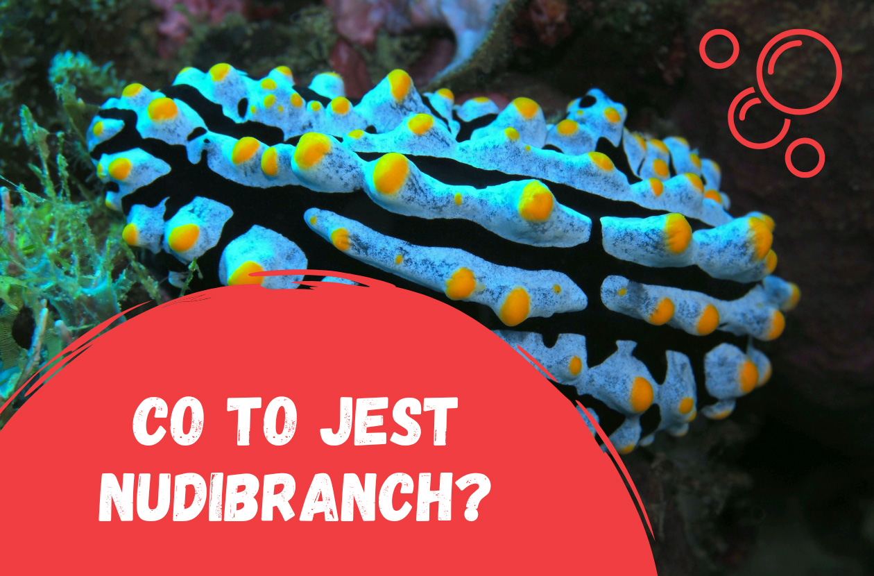 co-to-jest-nudibranch