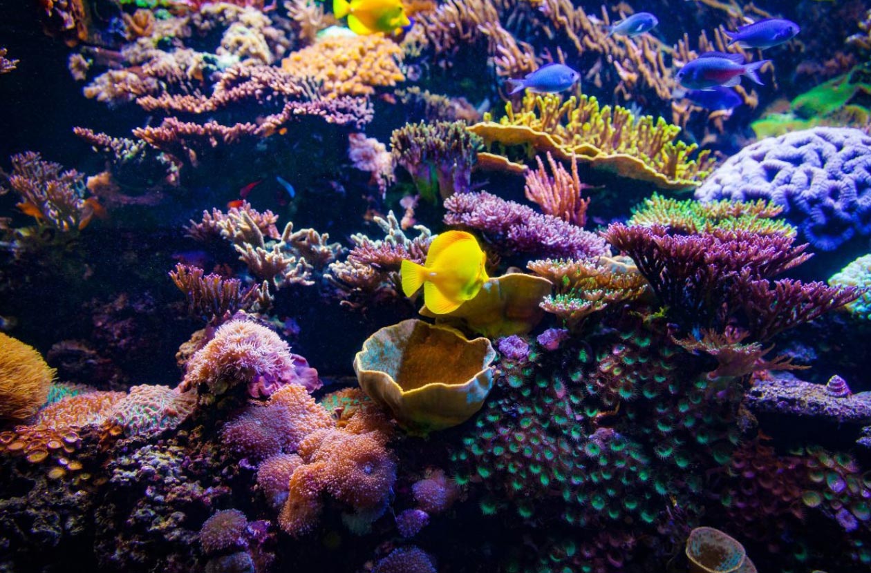 fish-and-a-coral-reef