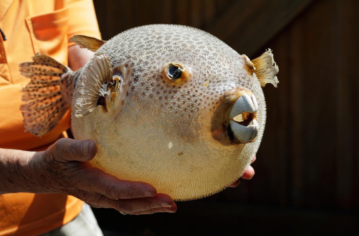 inflated-pufferfish