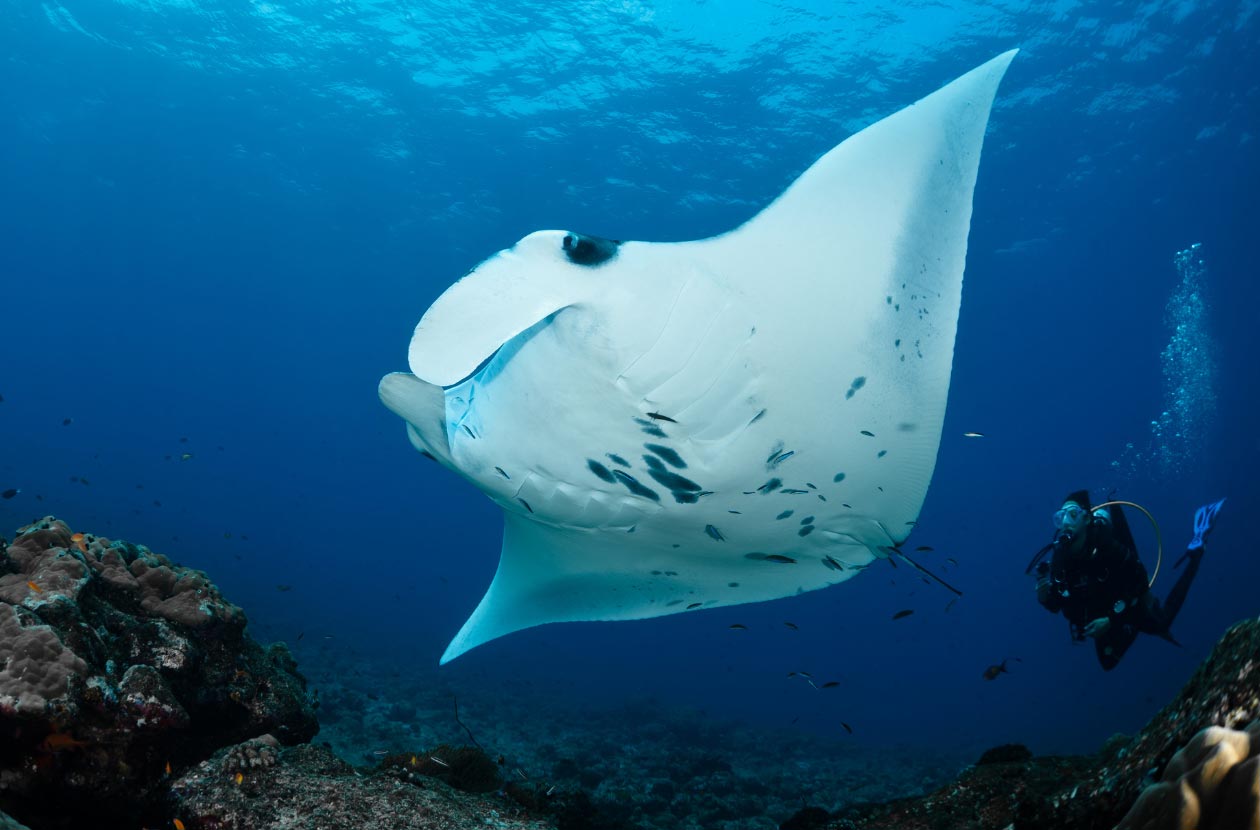 manta-ray-in-the-ocean