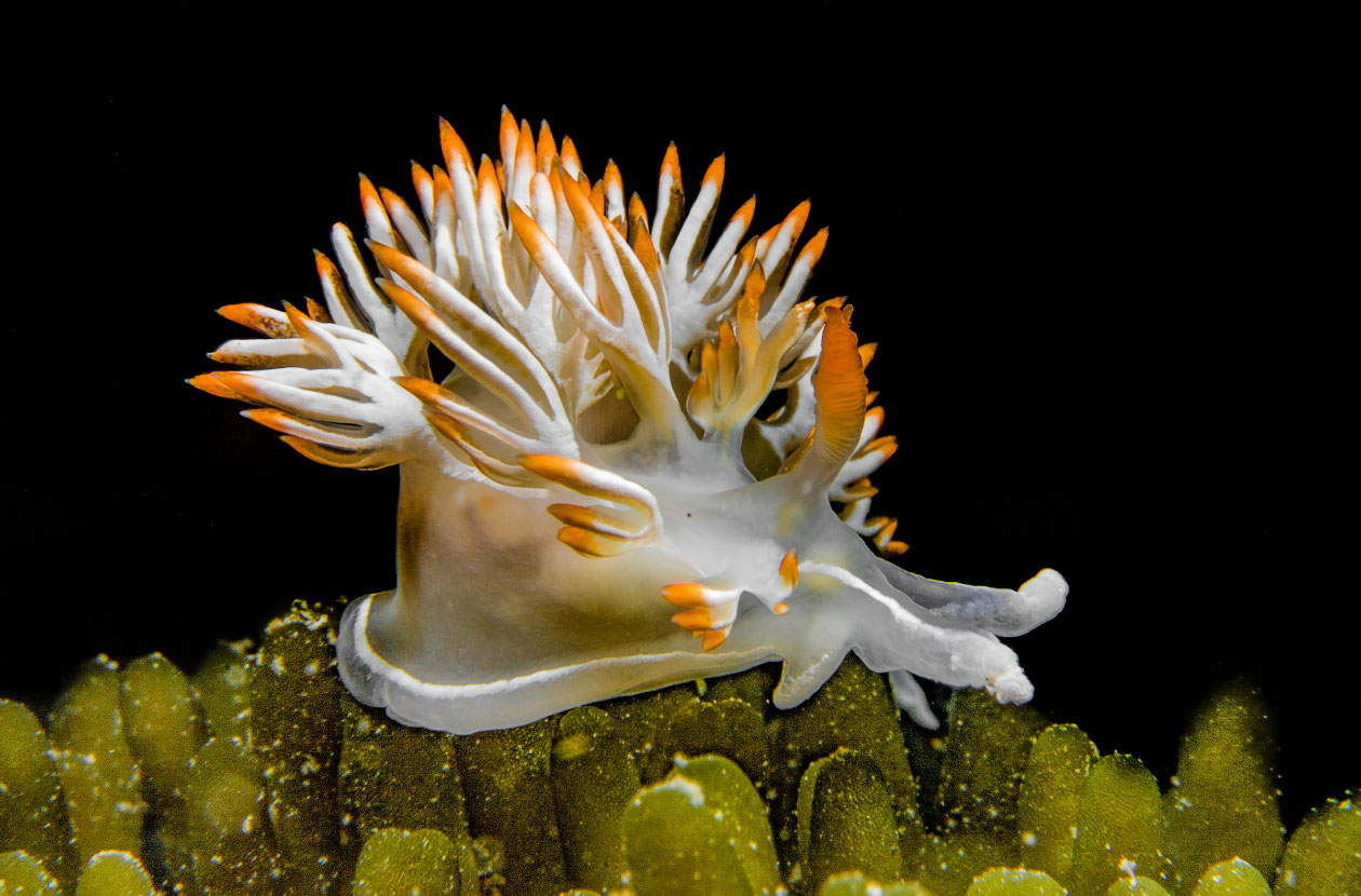 nudibranch-underwater-foto