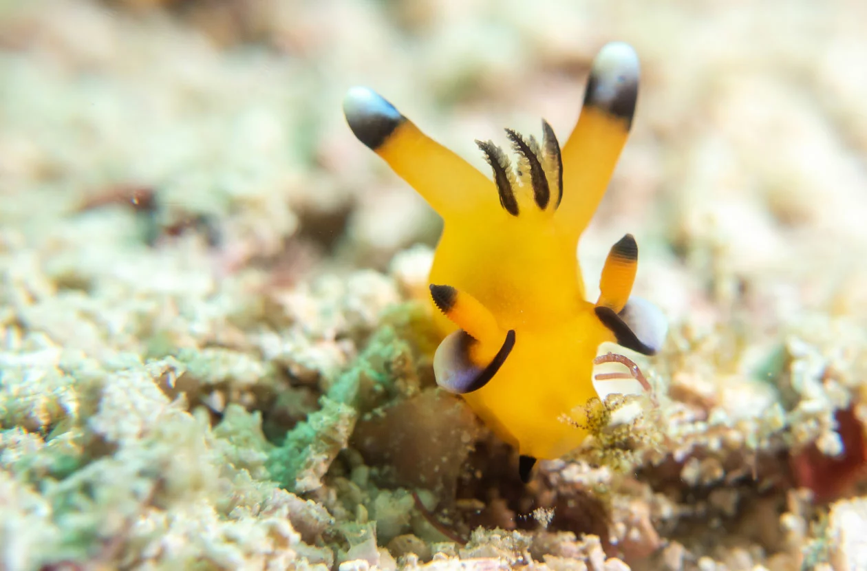 pikachu-nudibranch