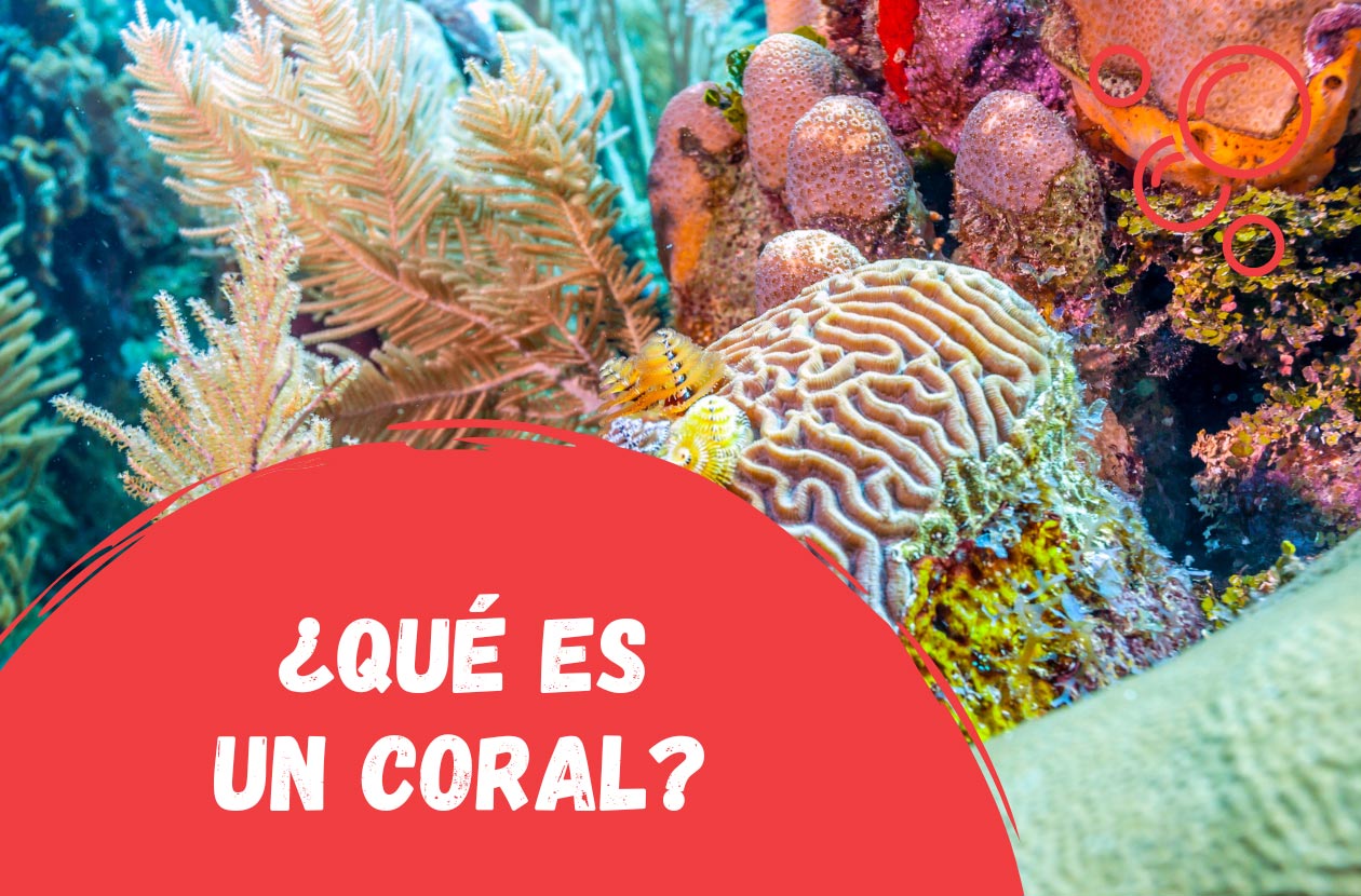 qué-es-un-arrecife-de-coral
