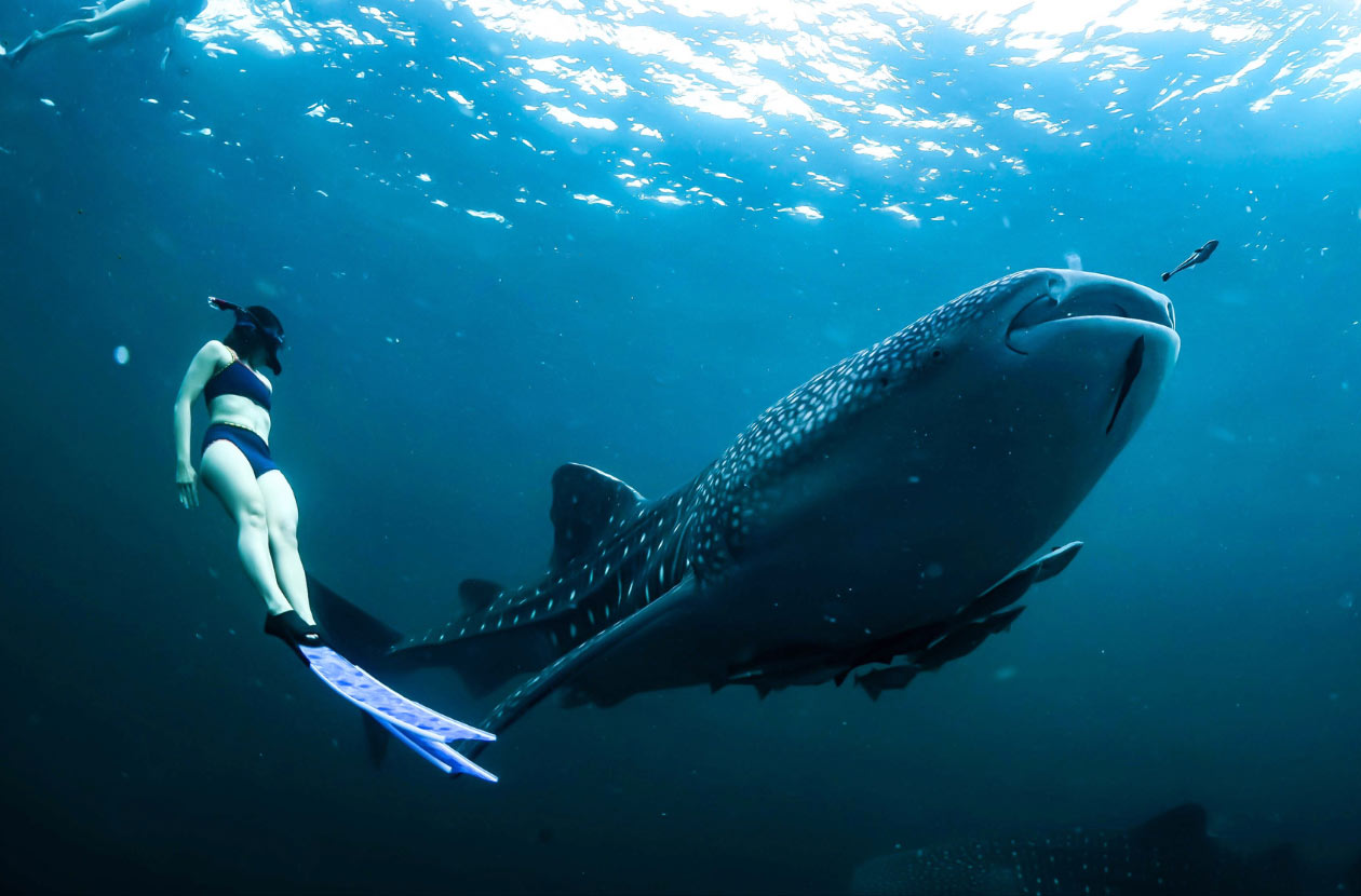 swimming-with-whale-sharks