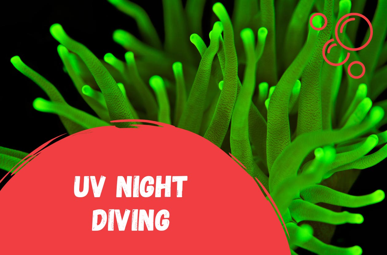 uv-night-diving-scuba