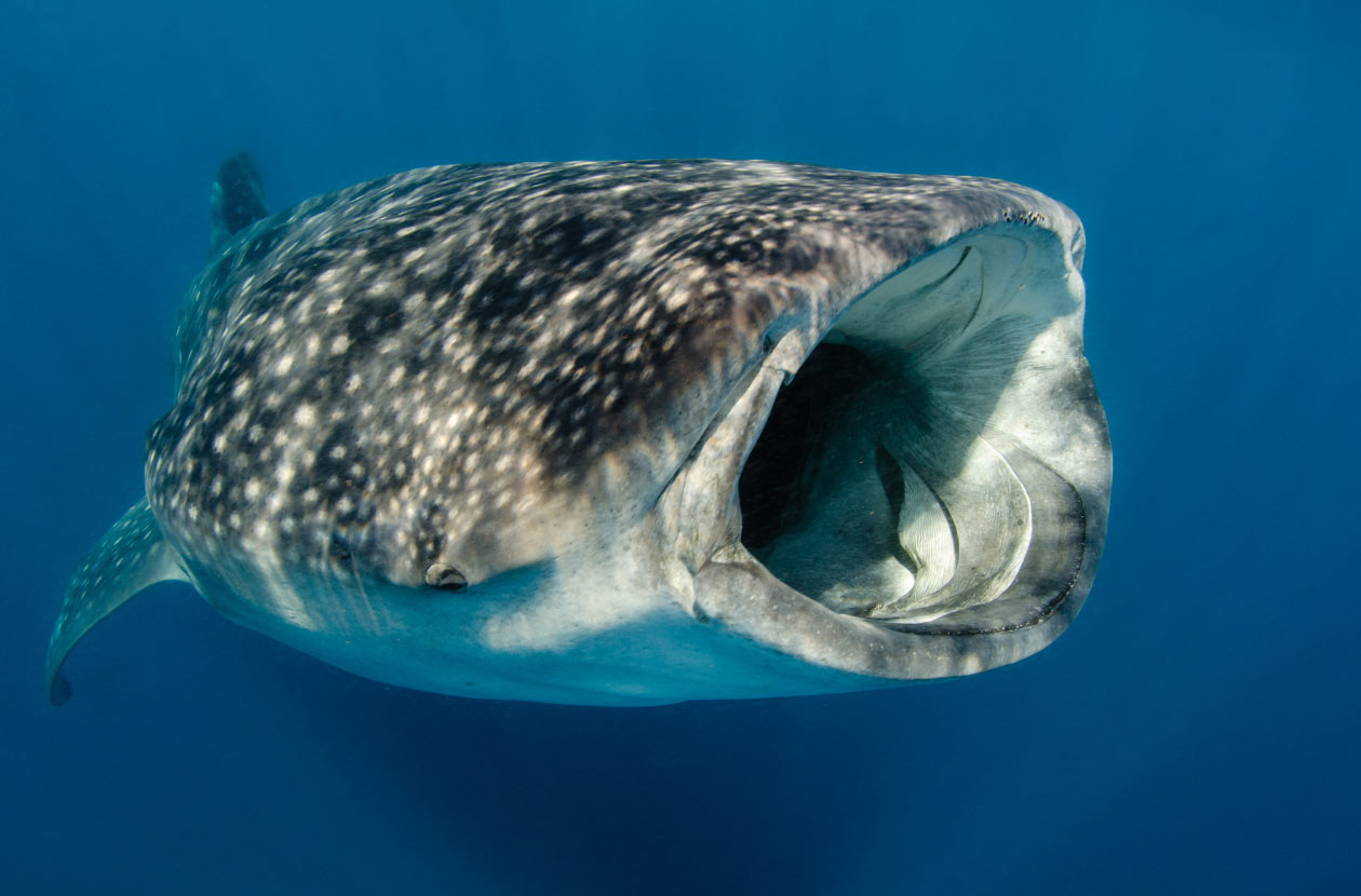 whale-shark-Feeding-Habits