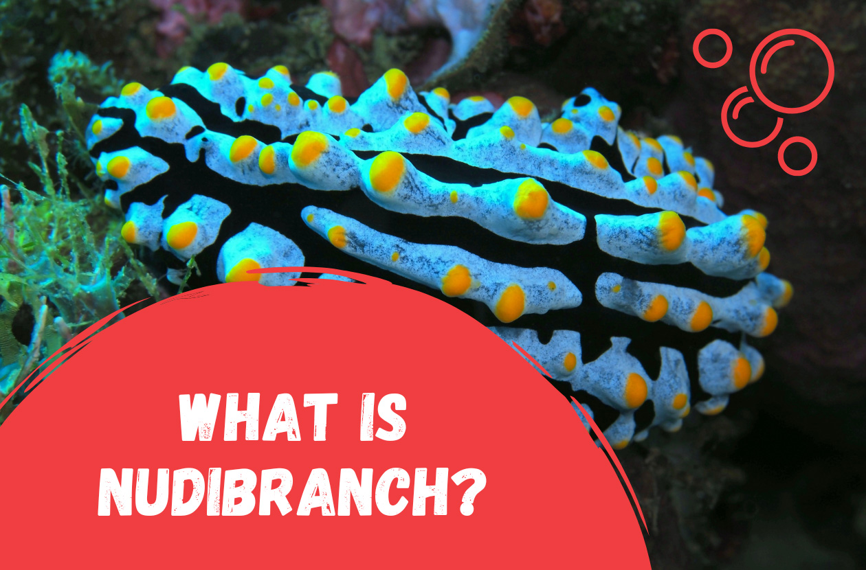 what-is-nudibranch