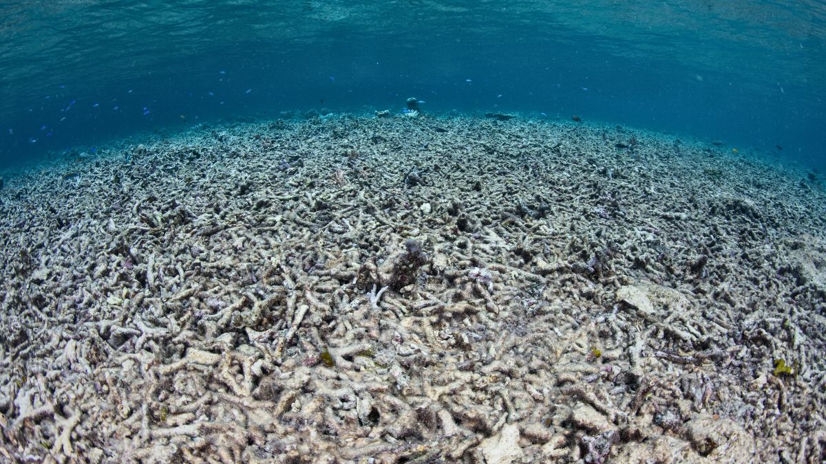 Destroyed coral reef