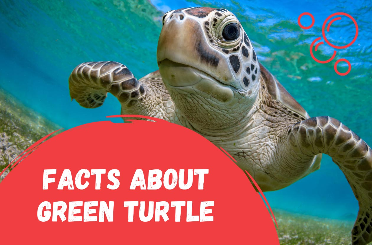 facts-about-green-turtle