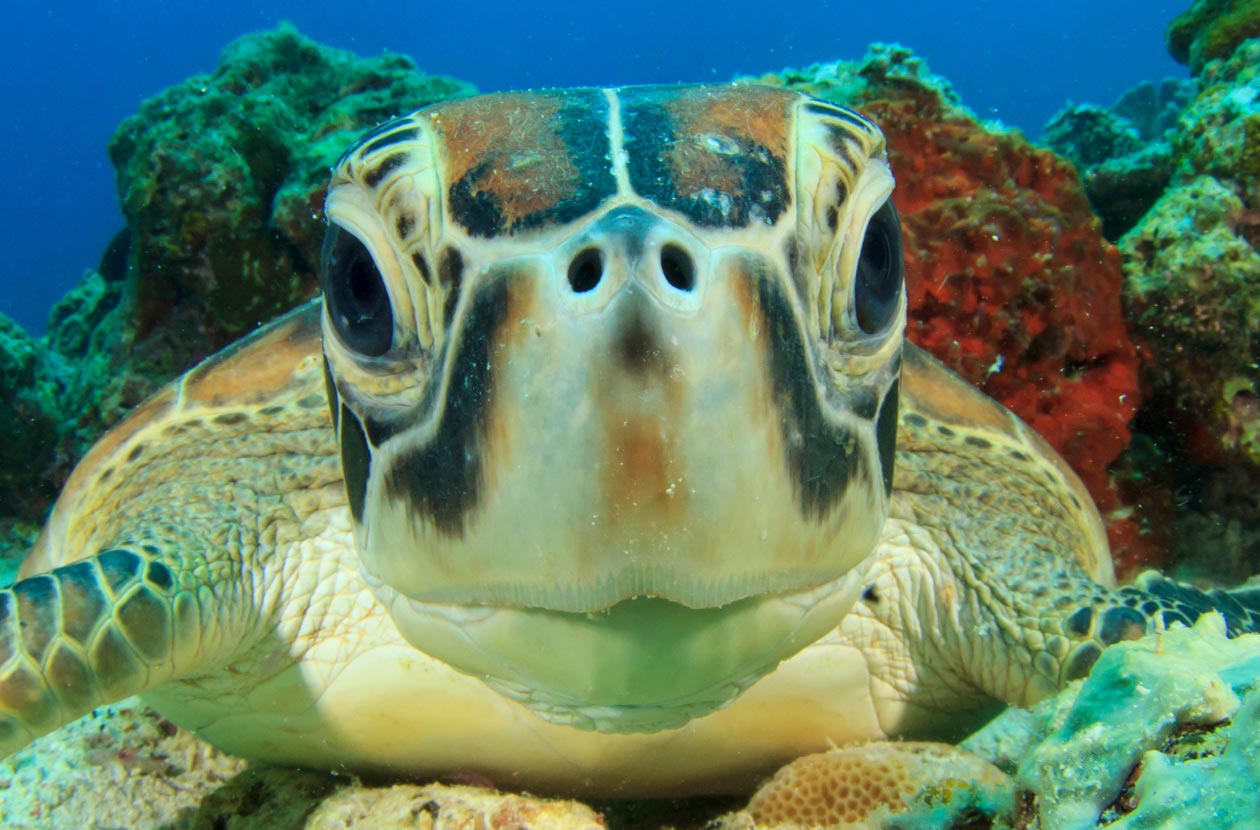green-turtle-underwater