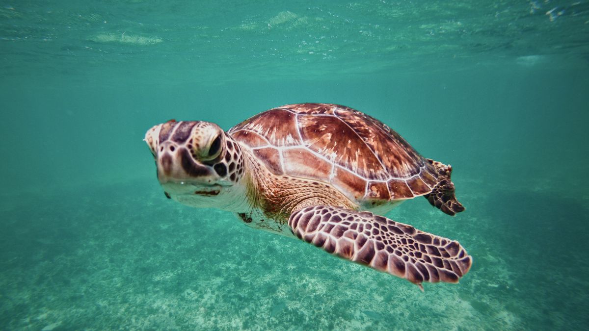 Scuba Diving vs Snorkeling: Which Underwater Adventure Is Right for You? » Costa Rica Divers Scuba diver swimming alongside green sea turtle at Caño Island Costa Rica