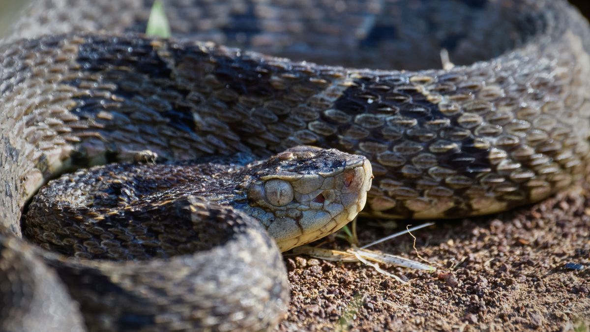One of the most dangerous snakes in Costa Rica - Terciopelo vel Fer-de-lance
