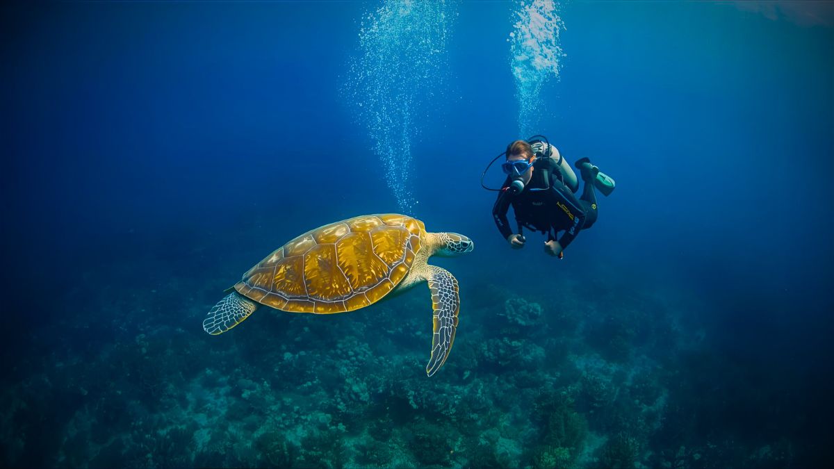 Scuba diver swimming alongside green sea turtle in crystal clear waters at Isla del Caño Costa Rica with vibrant coral reef