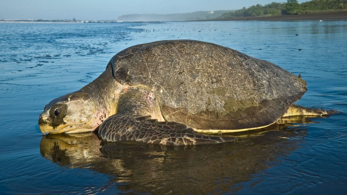 Diving with Turtles at Isla del Caño: Full Guide for 2026 » Costa Rica Divers Olive Ridley turtle (Lepidochelys olivacea) with distinctive heart-shaped carapace hunting in open water