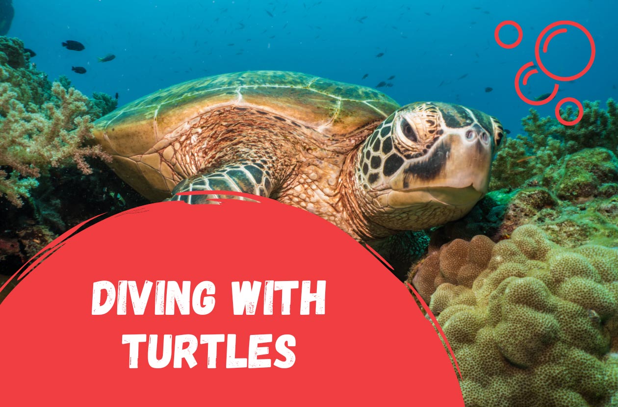 Diving-with-Turtles-at-Isla-del-Caño-in-Costa-Rica