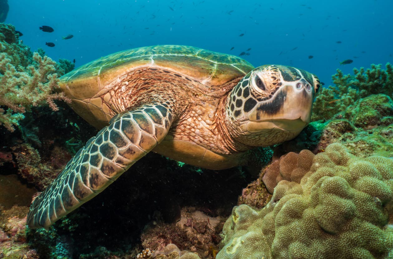 Diving-with-Turtles-at-Isla-del-Caño