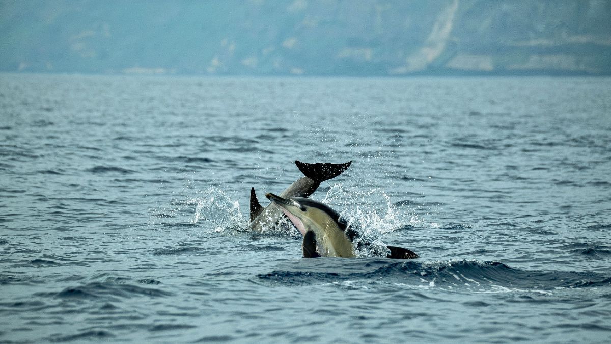 Planning Your Dolphin Watching Adventure in Costa Rica