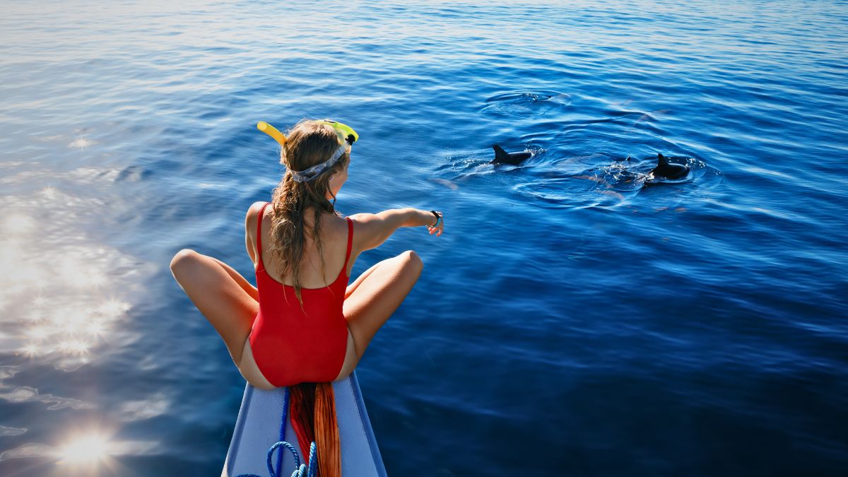What Are Costa Rica's Dolphin Watching Regulations