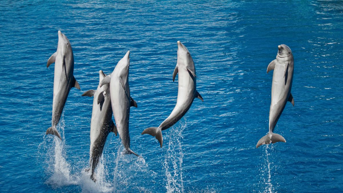 Where to See Dolphins in Costa Rica Bottlenose Dolphins Tursiops truncatus