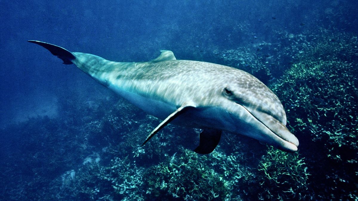 Where to See Dolphins in Costa Rica Spinner Dolphins Stenella longirostris