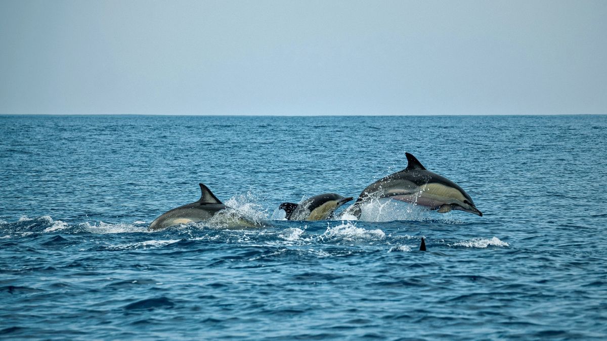 Where to See Dolphins in Costa Rica Spotted Dolphins Stenella attenuata