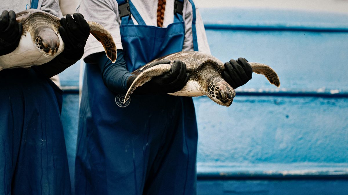 coral reef with tropical fish showing the importance of marine conservation