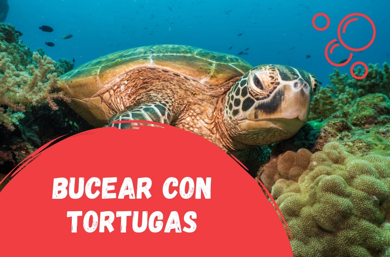 bucear-con-tortugas