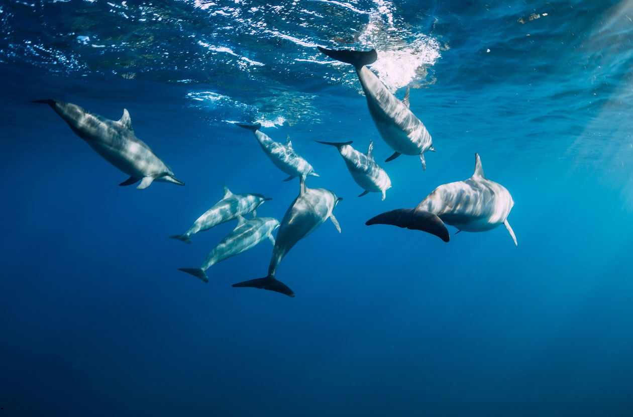 dolphins-in-costa-rica