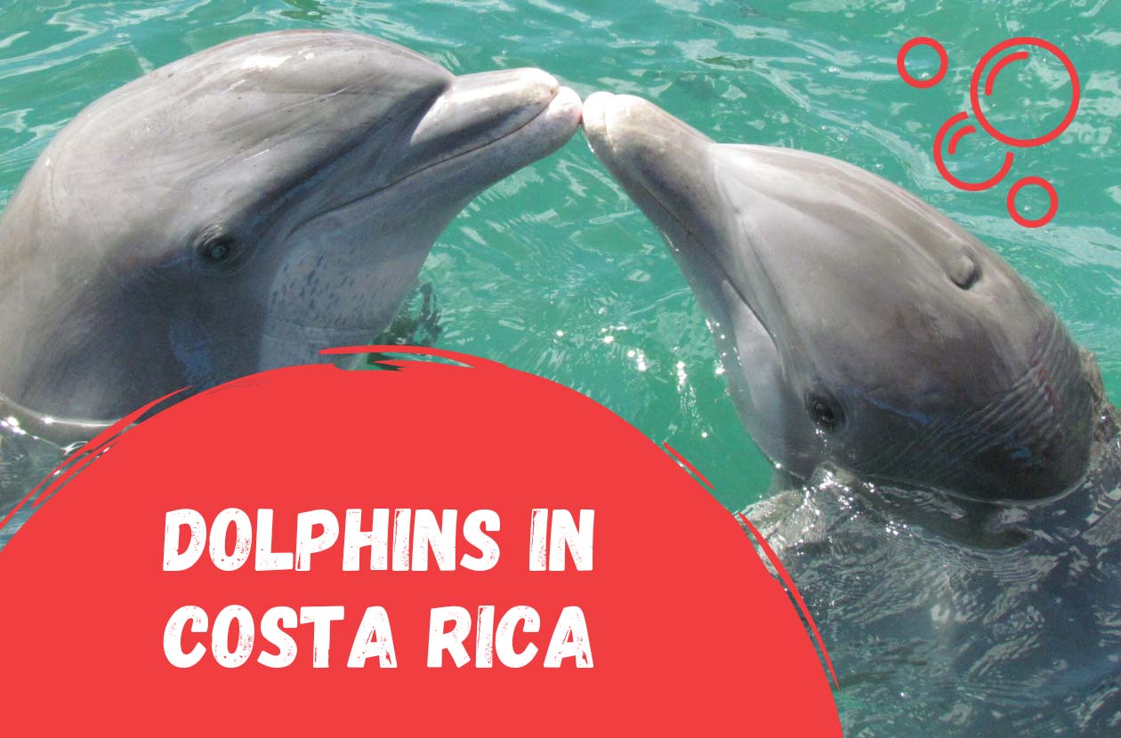 dolphins-in-costa-rica