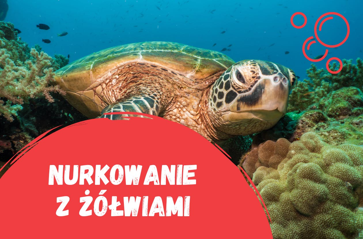 nurkowanie-z-żółwiami-w-kostaryce